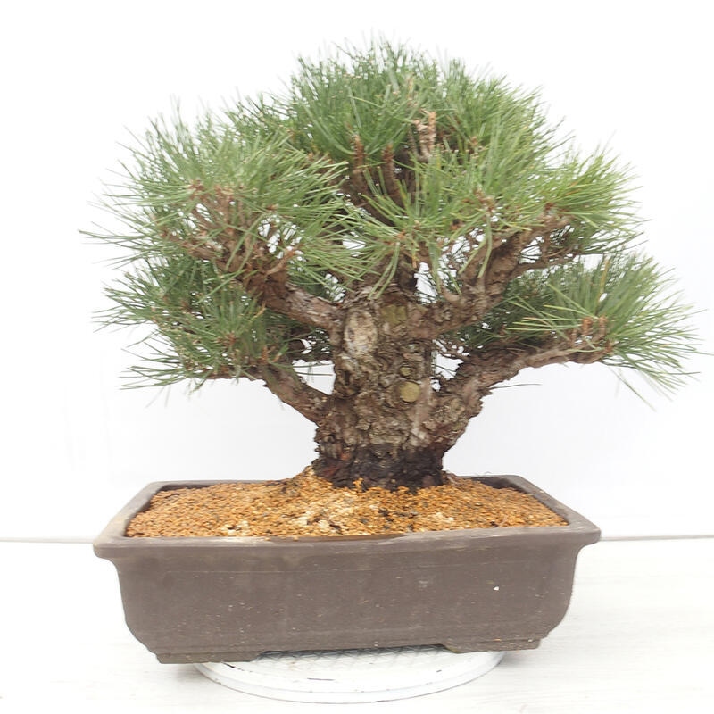 Venkovní bonsai - Pinus thunbergii - Borovice thunbergova