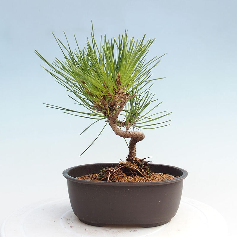 Venkovní bonsai - Pinus thunbergii - Borovice thunbergova