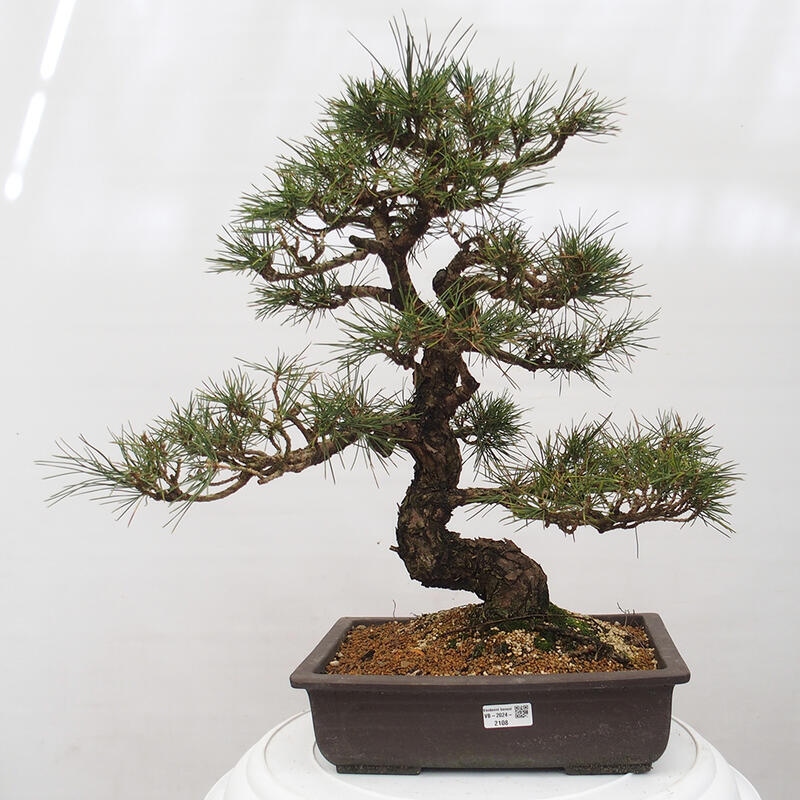 Venkovní bonsai - Pinus thunbergii - Borovice thunbergova