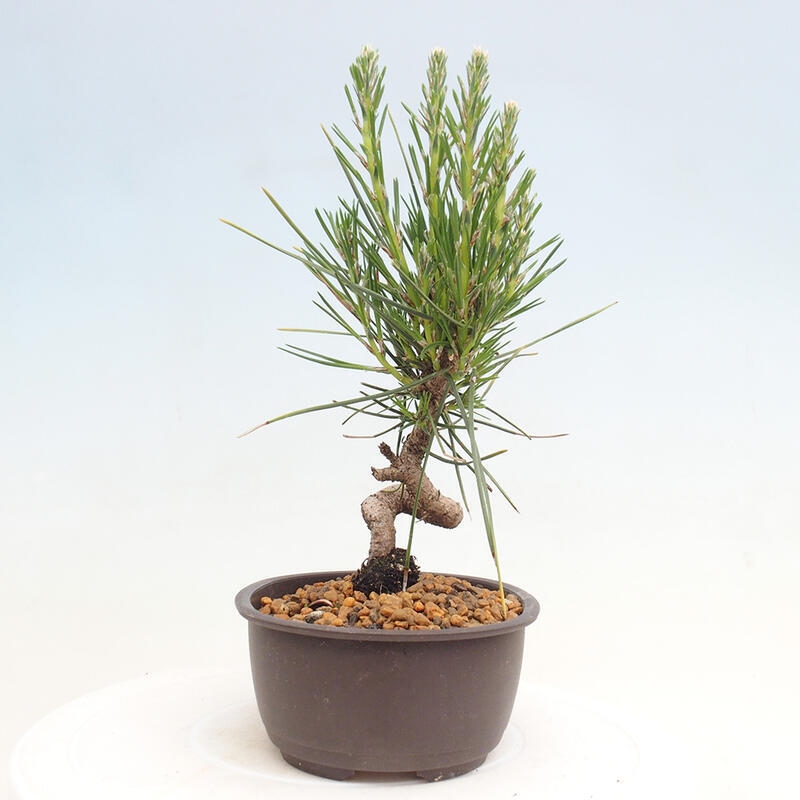 Venkovní bonsai - Pinus thunbergii - Borovice thunbergova