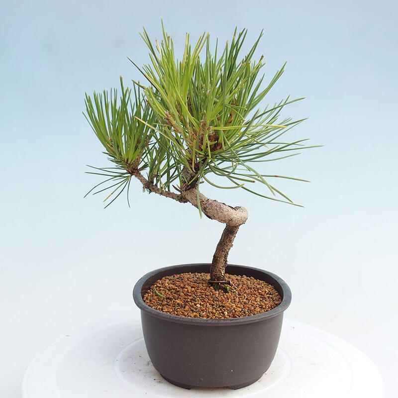 Venkovní bonsai - Pinus thunbergii - Borovice thunbergova