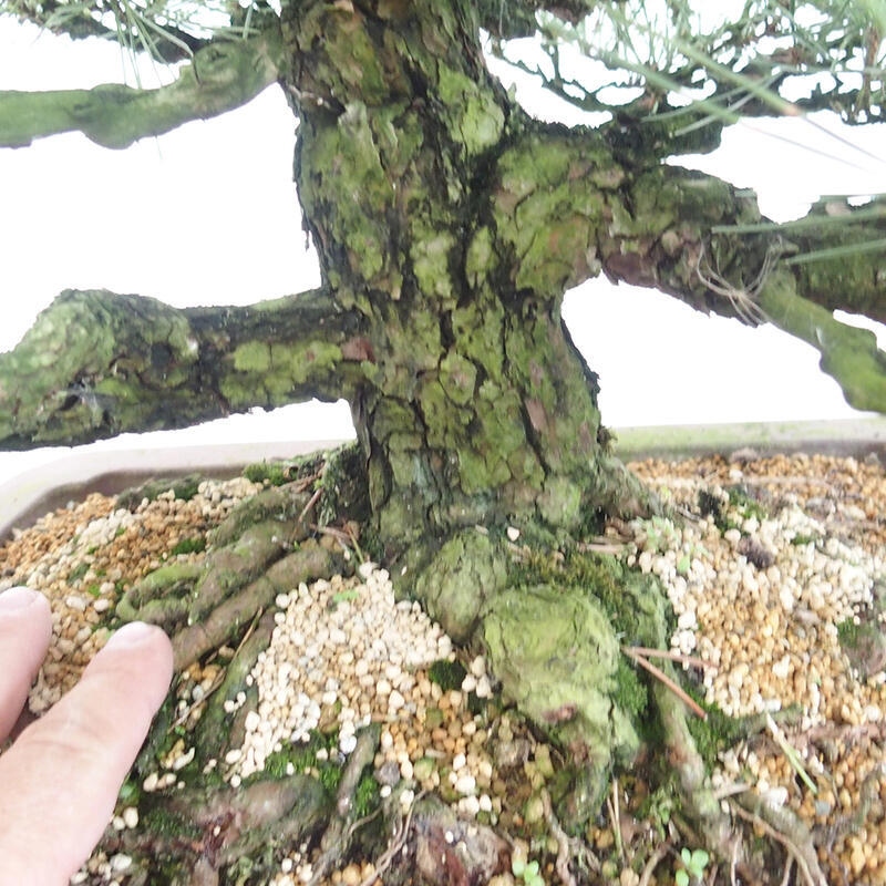 Venkovní bonsai - Pinus thunbergii - Borovice thunbergova