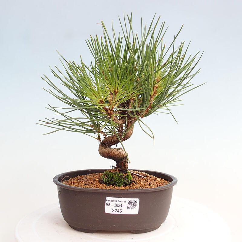 Venkovní bonsai - Pinus thunbergii - Borovice thunbergova