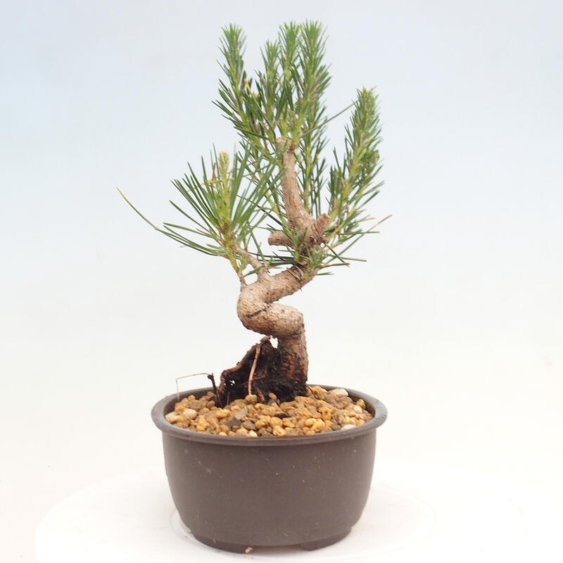 Venkovní bonsai - Pinus thunbergii - Borovice thunbergova