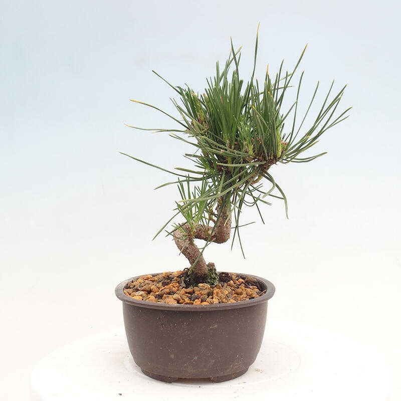 Venkovní bonsai - Pinus thunbergii - Borovice thunbergova