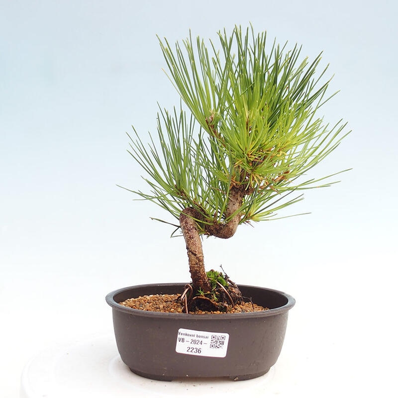 Venkovní bonsai - Pinus thunbergii - Borovice thunbergova