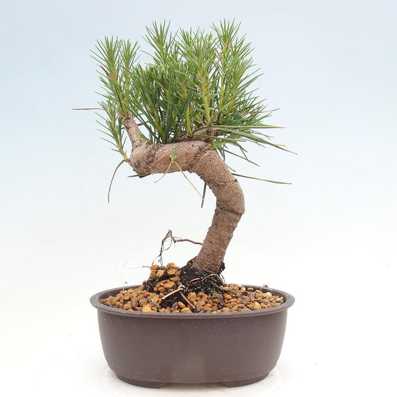 Venkovní bonsai - Pinus thunbergii - Borovice thunbergova