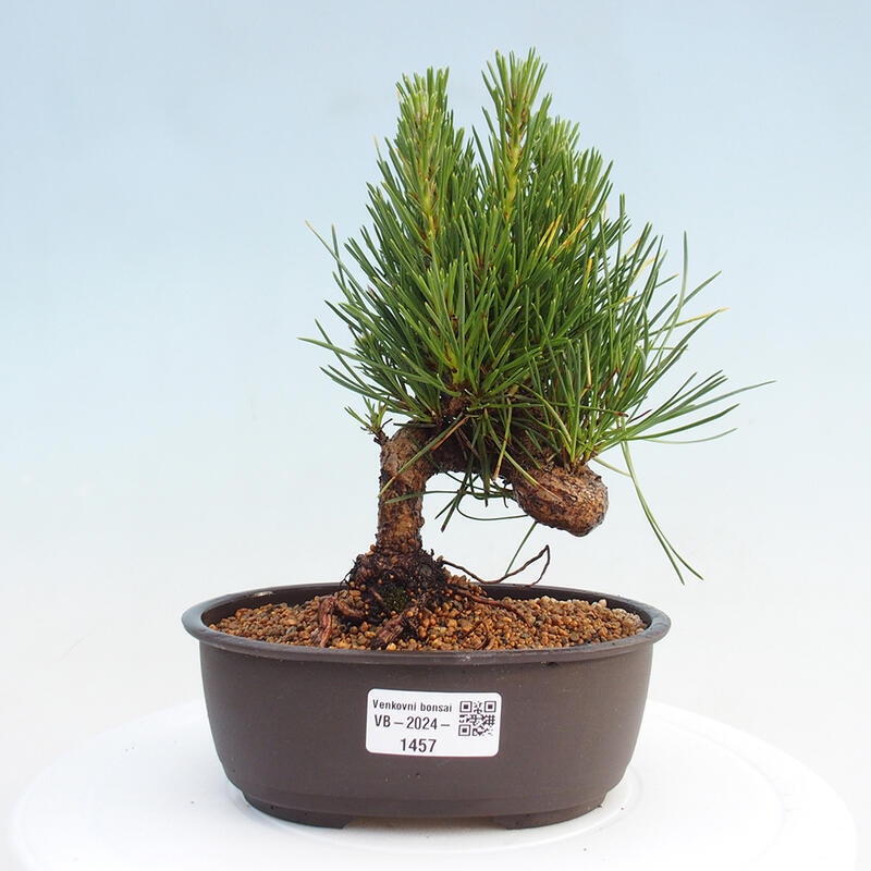 Venkovní bonsai - Pinus thunbergii - Borovice thunbergova