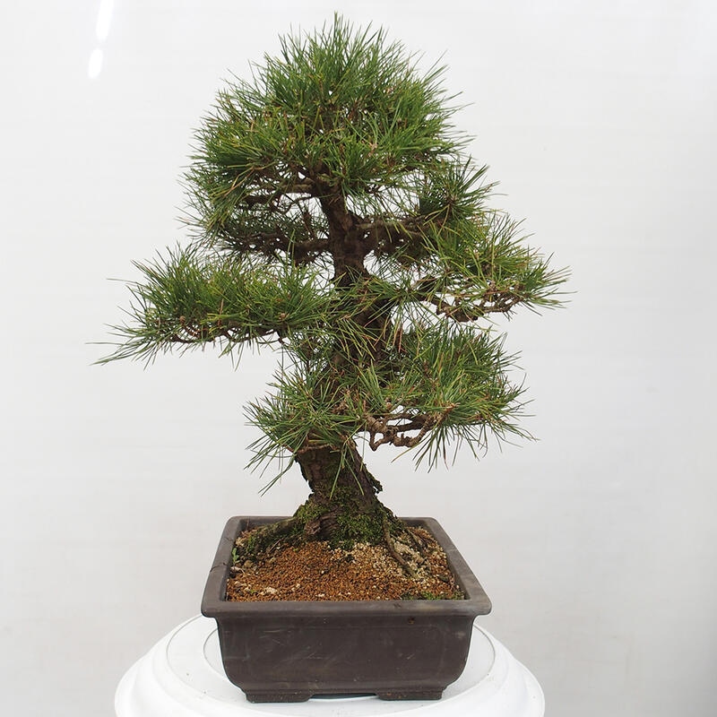 Venkovní bonsai - Pinus thunbergii - Borovice thunbergova