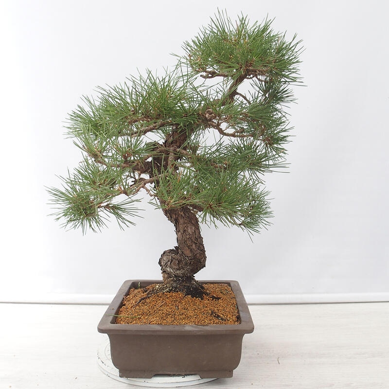 Venkovní bonsai - Pinus thunbergii - Borovice thunbergova