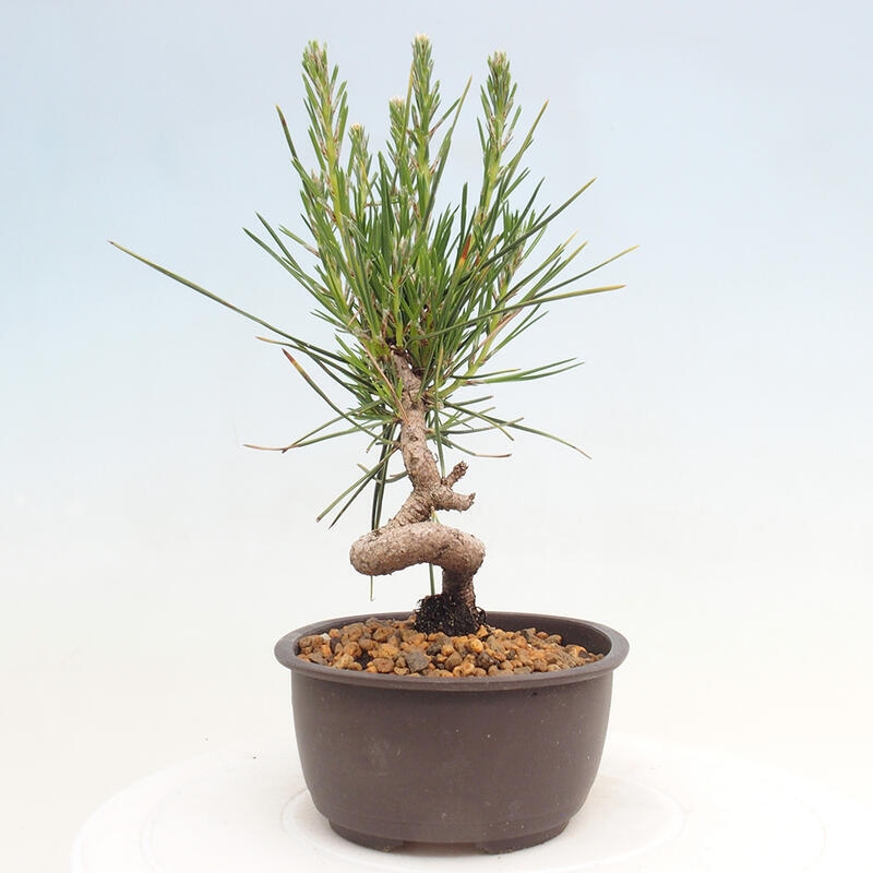 Venkovní bonsai - Pinus thunbergii - Borovice thunbergova