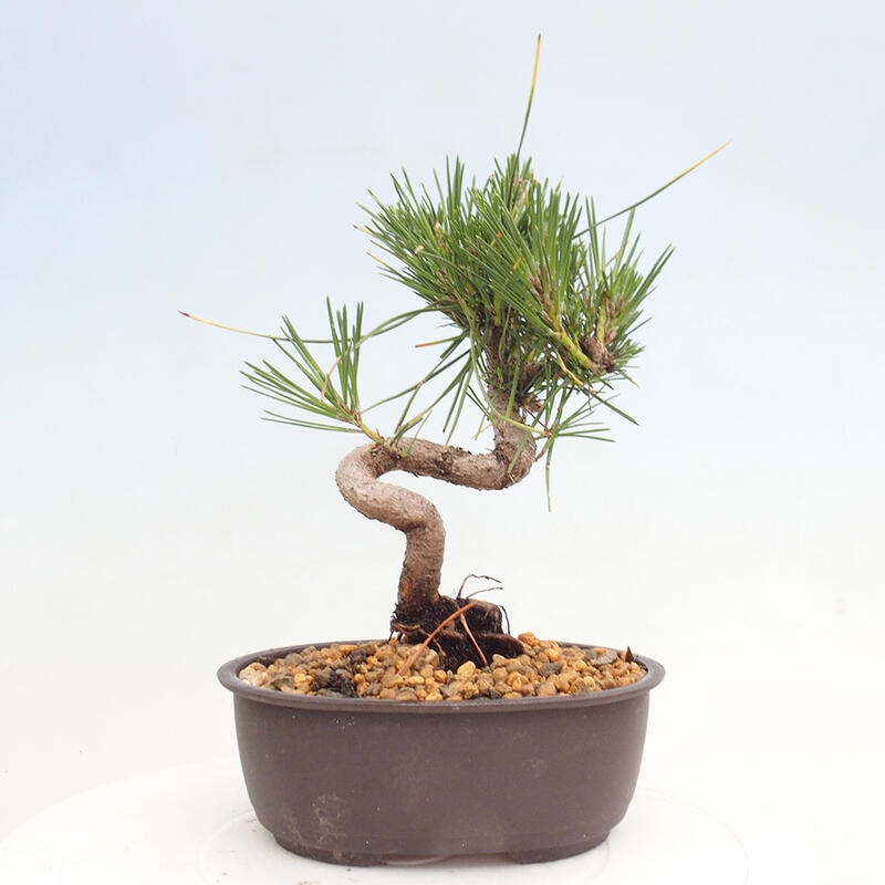 Venkovní bonsai - Pinus thunbergii - Borovice thunbergova