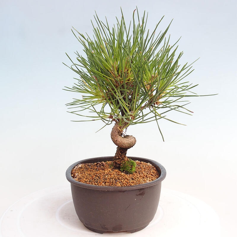 Venkovní bonsai - Pinus thunbergii - Borovice thunbergova