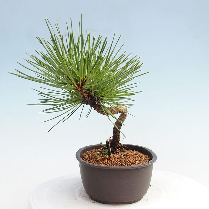 Venkovní bonsai - Pinus thunbergii - Borovice thunbergova