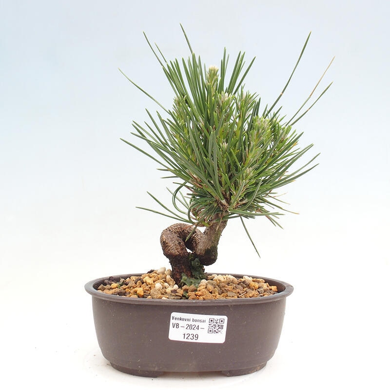 Venkovní bonsai - Pinus thunbergii - Borovice thunbergova