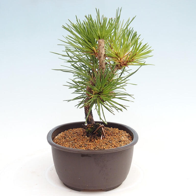 Venkovní bonsai - Pinus thunbergii - Borovice thunbergova