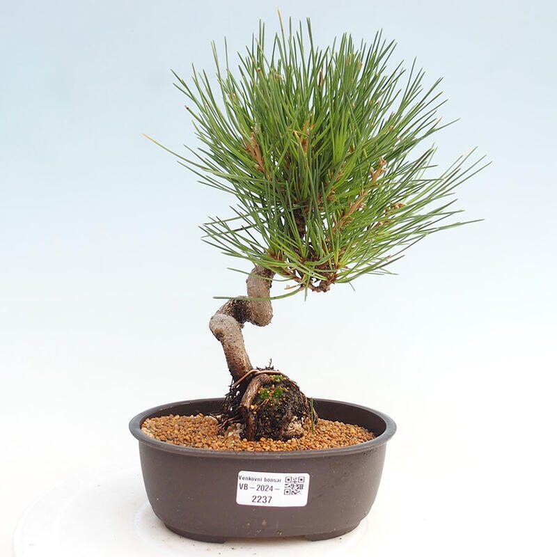 Venkovní bonsai - Pinus thunbergii - Borovice thunbergova