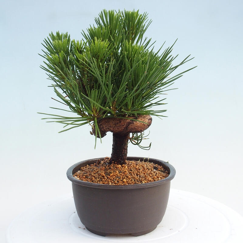 Venkovní bonsai - Pinus thunbergii - Borovice thunbergova