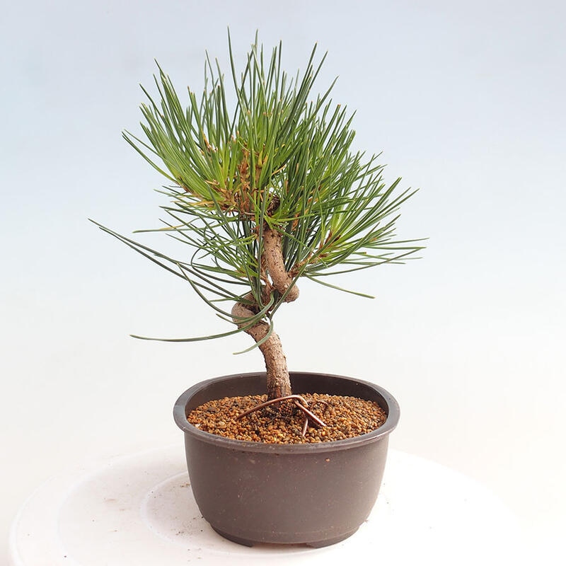 Venkovní bonsai - Pinus thunbergii - Borovice thunbergova