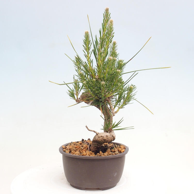 Venkovní bonsai - Pinus thunbergii - Borovice thunbergova