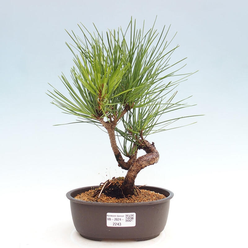 Venkovní bonsai - Pinus thunbergii - Borovice thunbergova