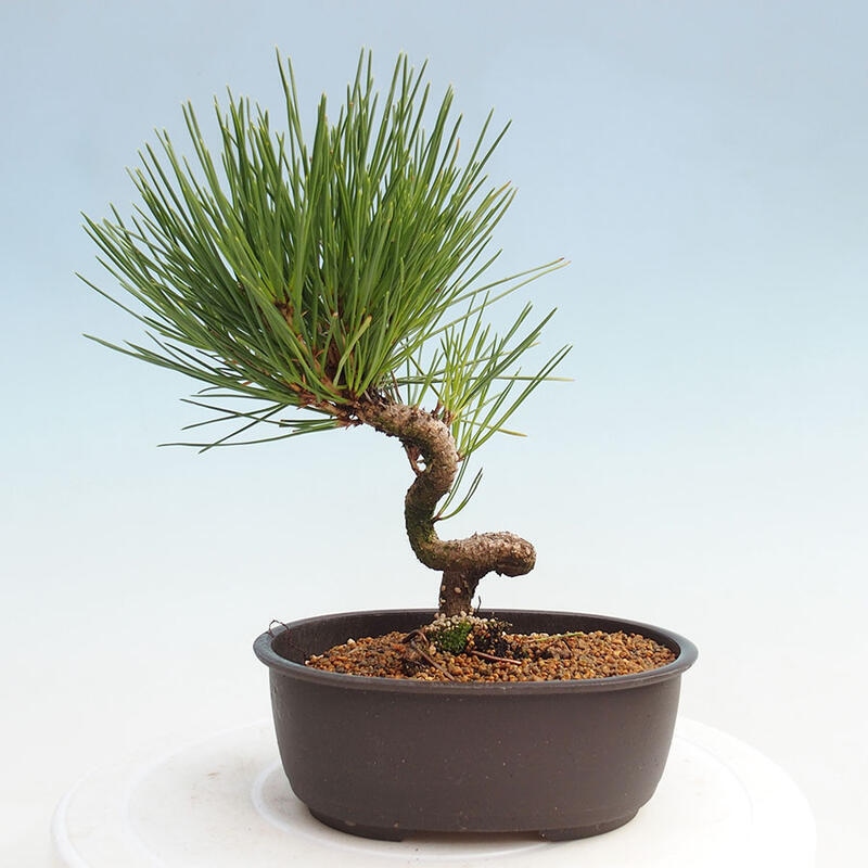 Venkovní bonsai - Pinus thunbergii - Borovice thunbergova