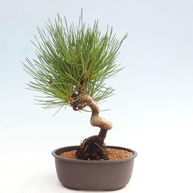 Venkovní bonsai - Pinus thunbergii - Borovice thunbergova