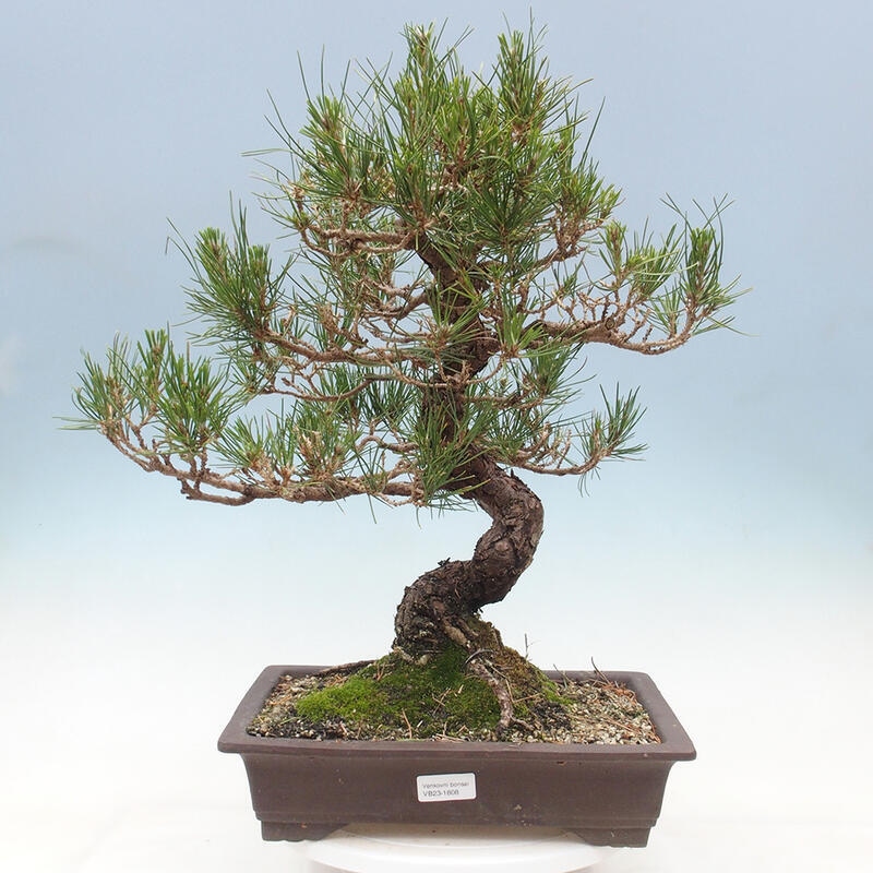 Venkovní bonsai - Pinus thunbergii - Borovice thunbergova