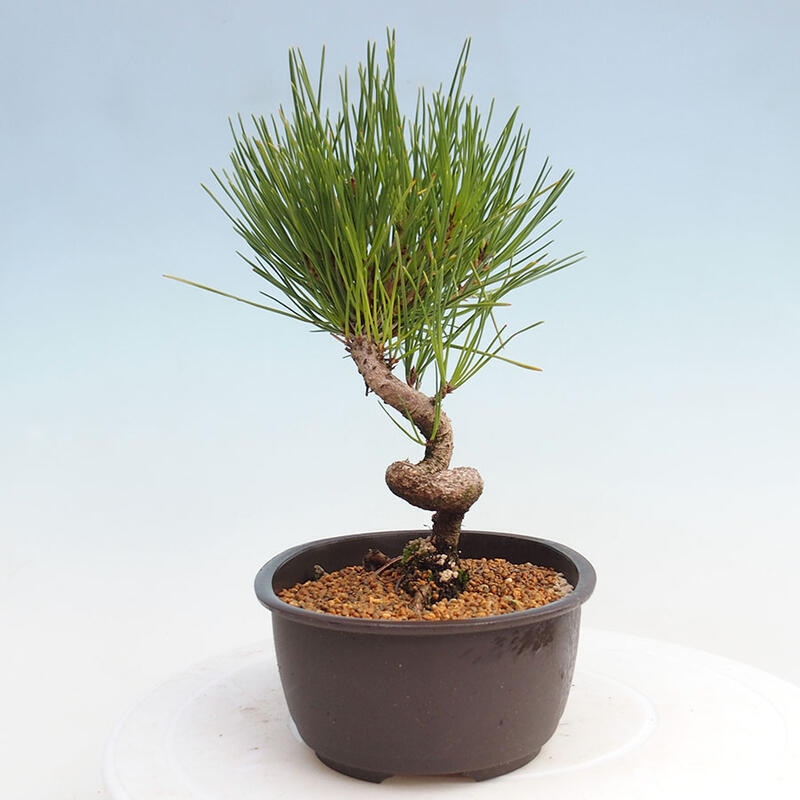 Venkovní bonsai - Pinus thunbergii - Borovice thunbergova