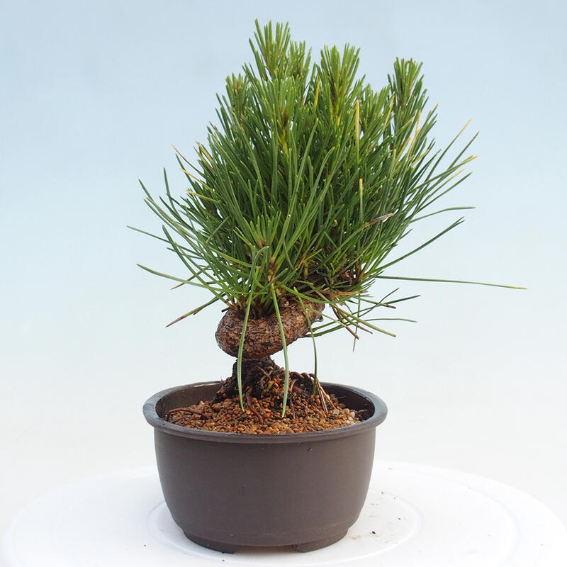 Venkovní bonsai - Pinus thunbergii - Borovice thunbergova