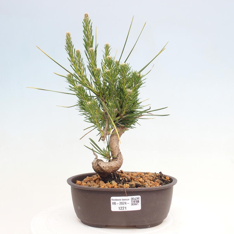 Venkovní bonsai - Pinus thunbergii - Borovice thunbergova