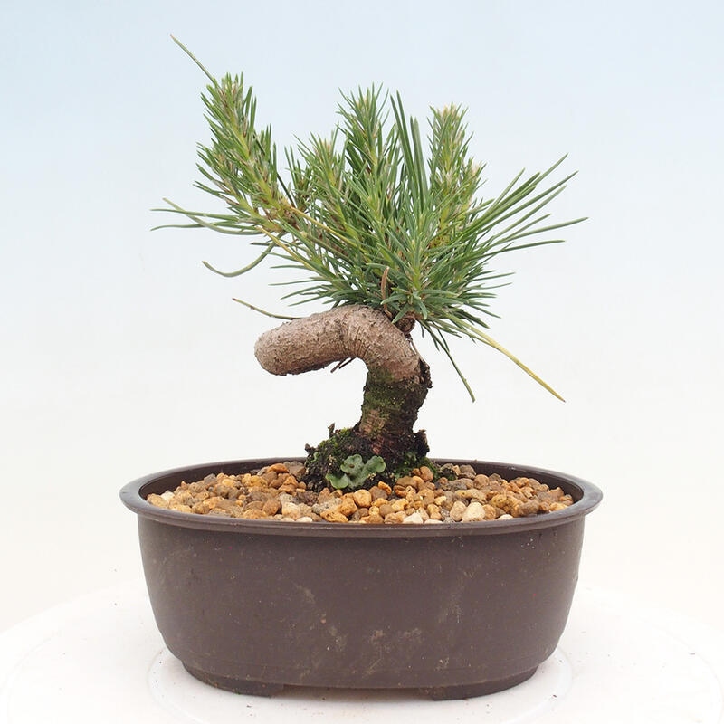 Venkovní bonsai - Pinus thunbergii - Borovice thunbergova