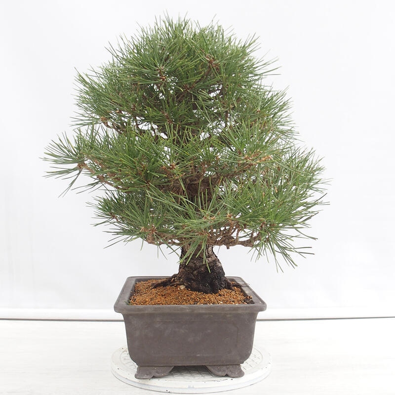 Venkovní bonsai - Pinus thunbergii - Borovice thunbergova