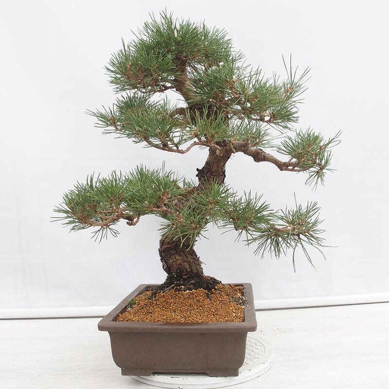 Venkovní bonsai - Pinus thunbergii - Borovice thunbergova