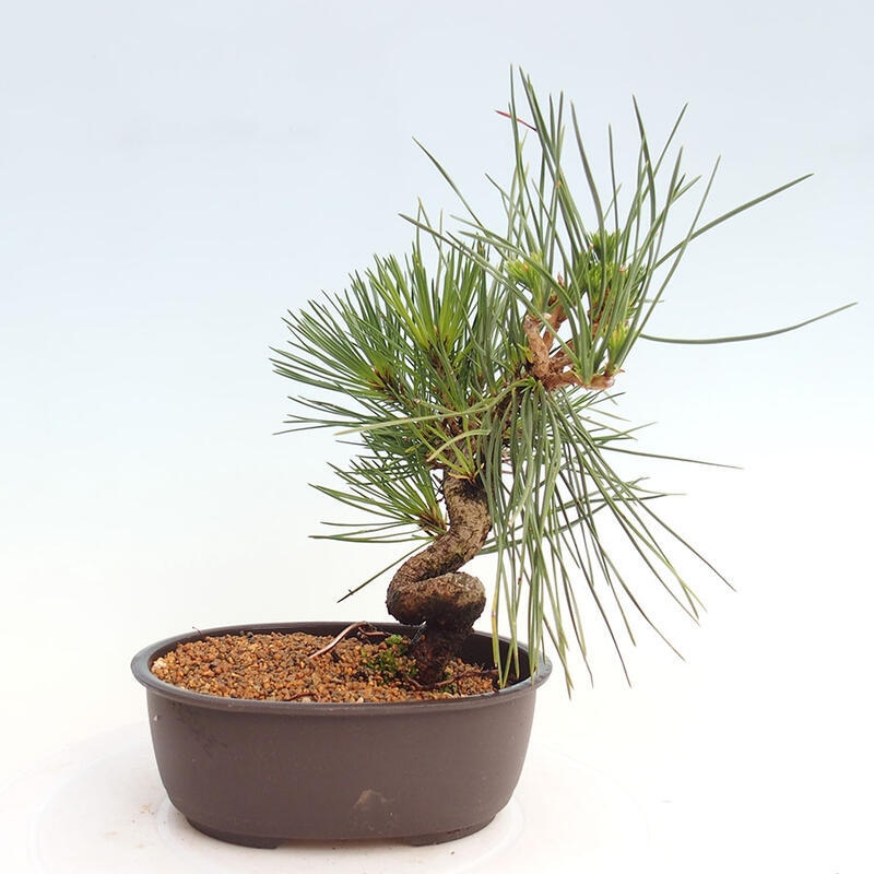 Venkovní bonsai - Pinus thunbergii - Borovice thunbergova