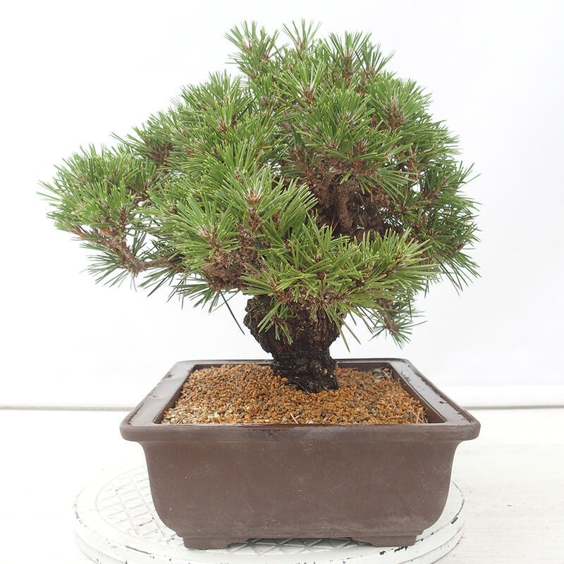 Venkovní bonsai - Pinus thunbergii - Borovice thunbergova