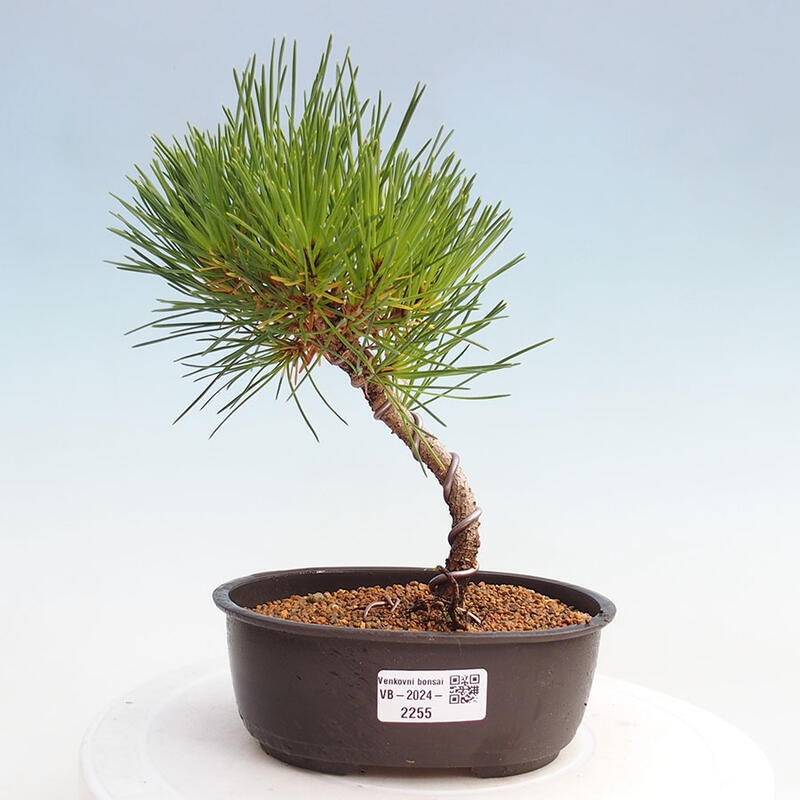 Venkovní bonsai - Pinus thunbergii - Borovice thunbergova