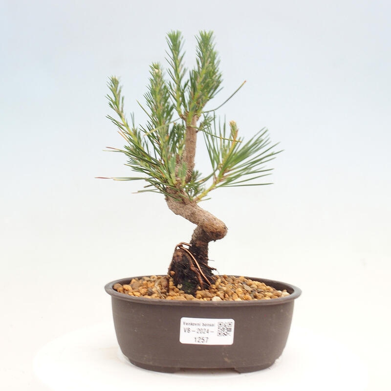 Venkovní bonsai - Pinus thunbergii - Borovice thunbergova