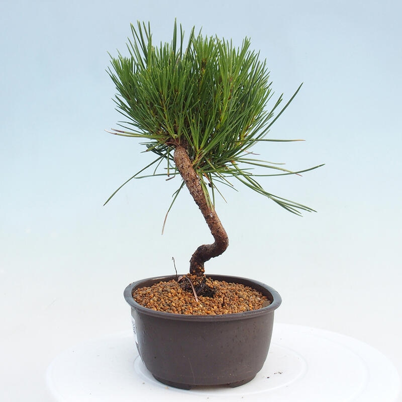 Venkovní bonsai - Pinus thunbergii - Borovice thunbergova