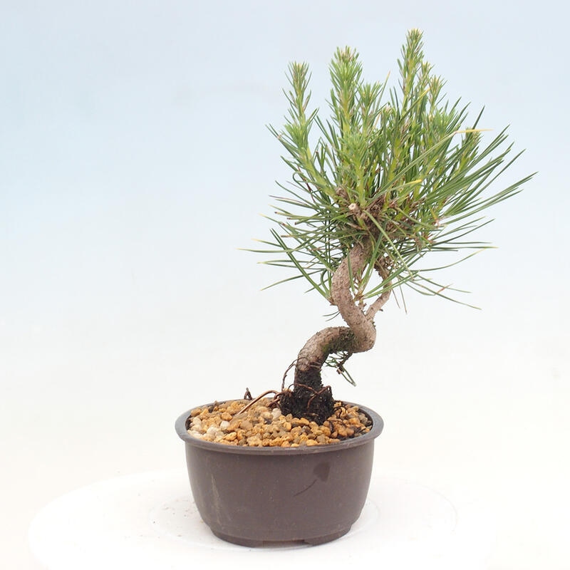 Venkovní bonsai - Pinus thunbergii - Borovice thunbergova