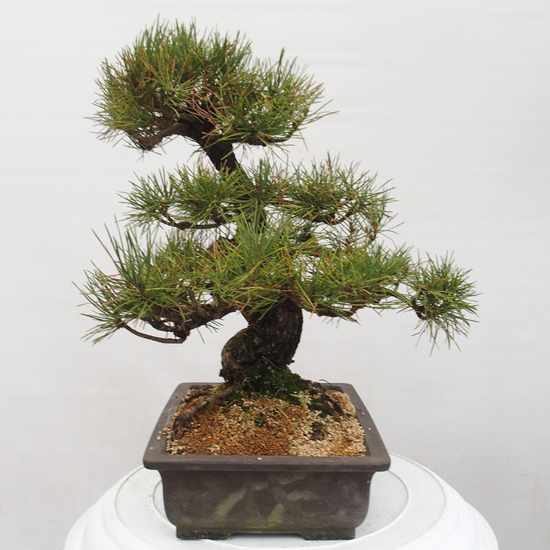 Venkovní bonsai - Pinus thunbergii - Borovice thunbergova