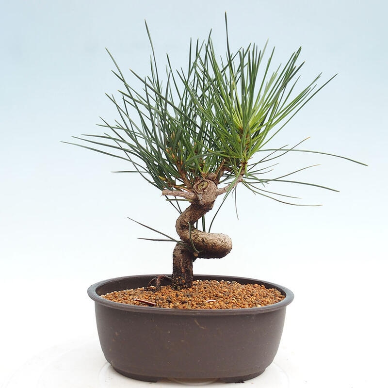 Venkovní bonsai - Pinus thunbergii - Borovice thunbergova