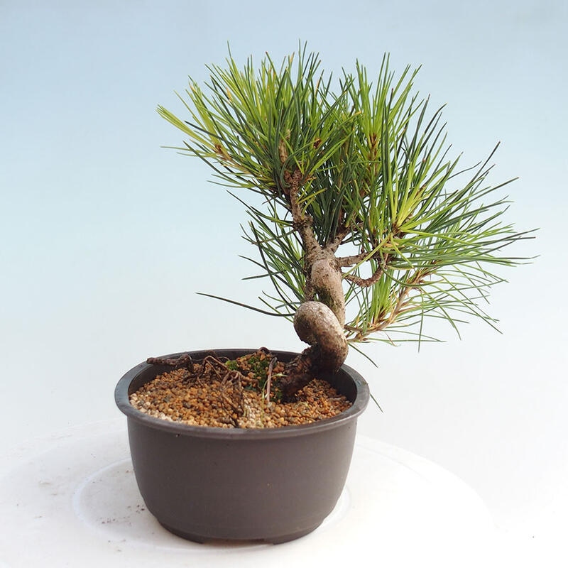 Venkovní bonsai - Pinus thunbergii - Borovice thunbergova