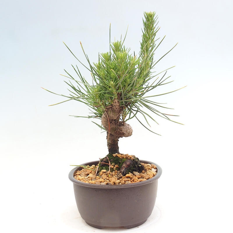 Venkovní bonsai - Pinus thunbergii - Borovice thunbergova