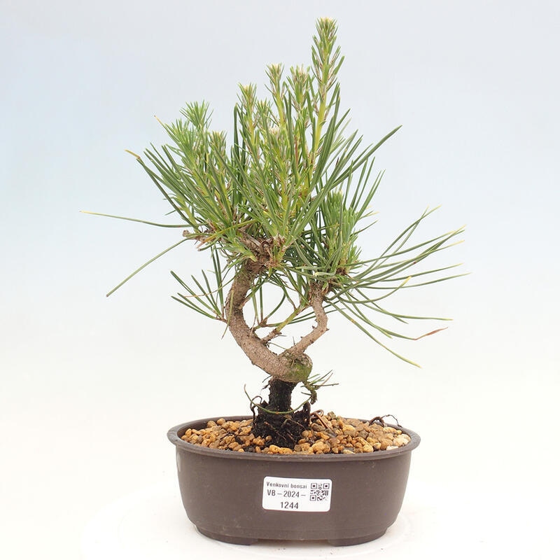 Venkovní bonsai - Pinus thunbergii - Borovice thunbergova