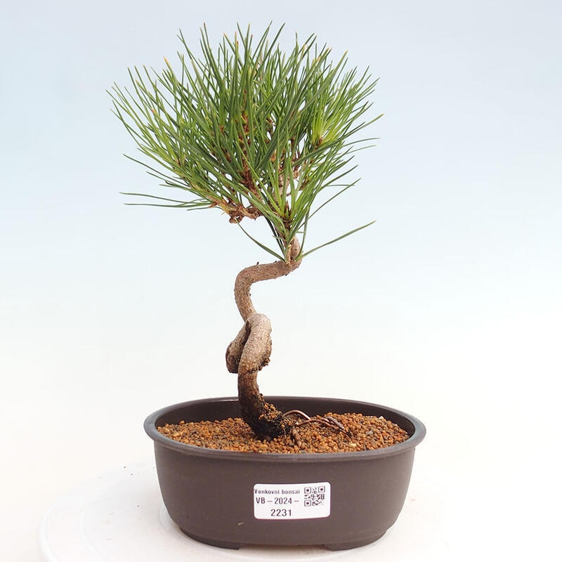 Venkovní bonsai - Pinus thunbergii - Borovice thunbergova