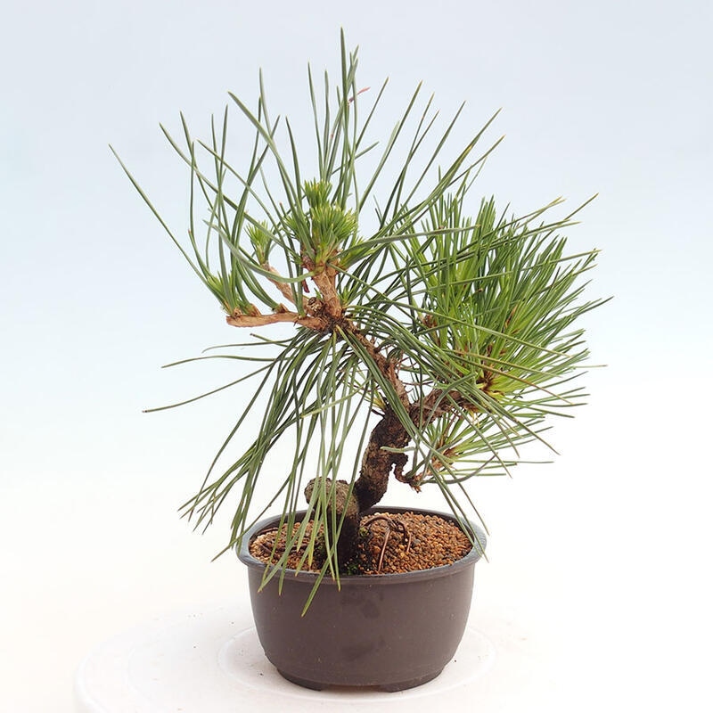 Venkovní bonsai - Pinus thunbergii - Borovice thunbergova