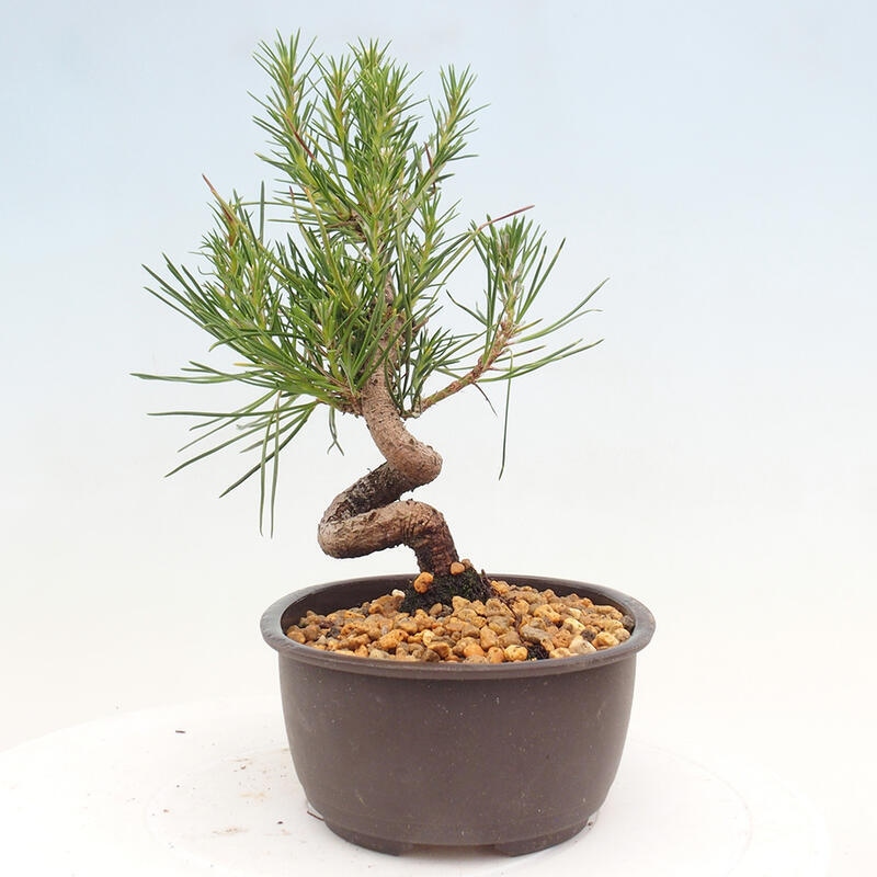 Venkovní bonsai - Pinus thunbergii - Borovice thunbergova