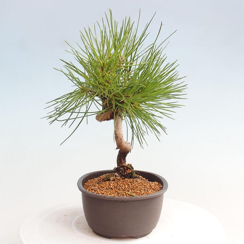 Venkovní bonsai - Pinus thunbergii - Borovice thunbergova