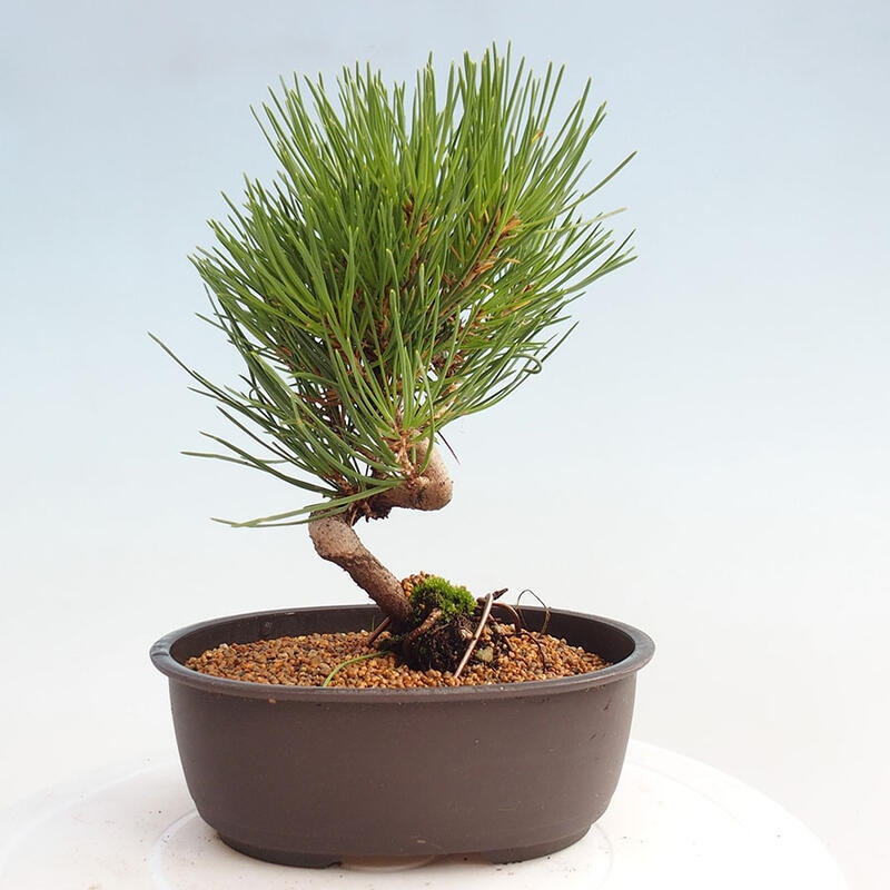 Venkovní bonsai - Pinus thunbergii - Borovice thunbergova